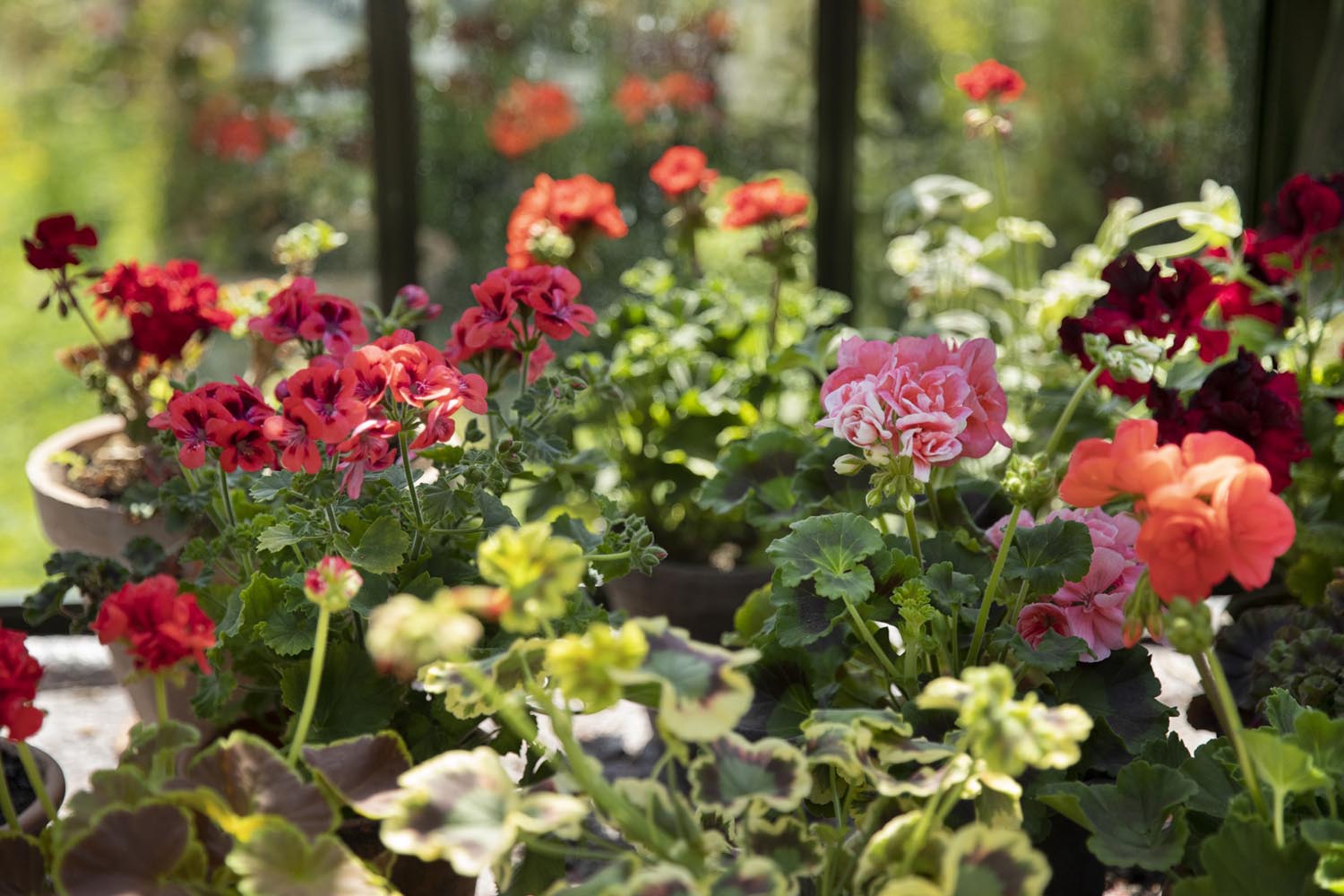 savjet-pelargonije-cvjetovi-modnialmanah