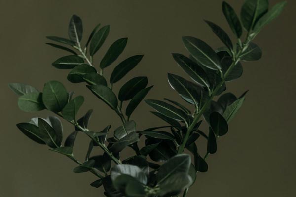 Zamioculcas-biljka-savjet-modnialmanah-cvijeće