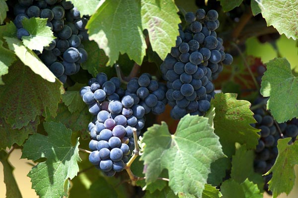 feričanci-frankovka-enosophia-gastro-modnialmanah-vino-wine