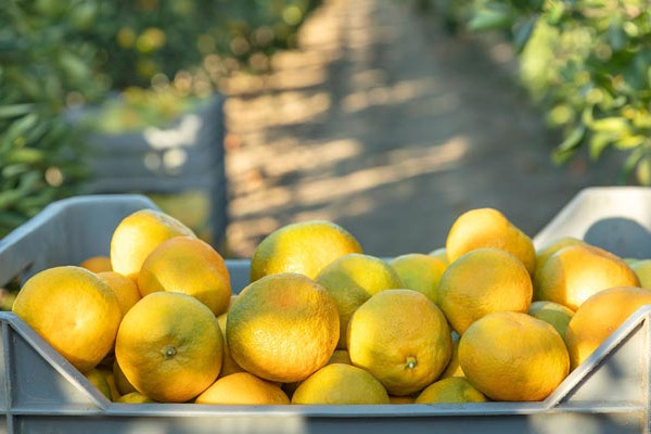 Kaufland-neretvanske-mandarine-gastro-modnialmanah
