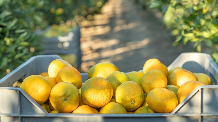 Kaufland-neretvanske-mandarine-gastro-modnialmanah
