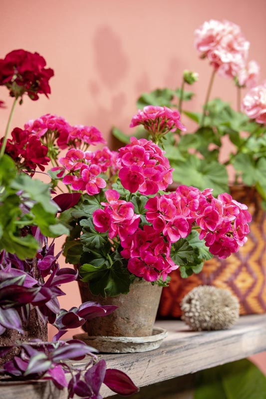 savjet-pelargonije-europe-in-bloom-modnialmanah-pelargonium-for-europe