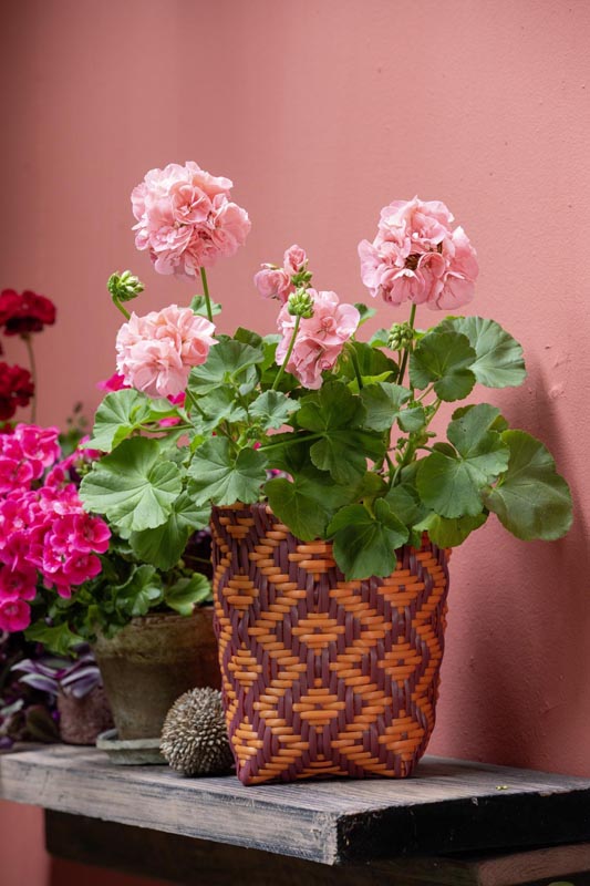 savjet-pelargonije-europe-in-bloom-modnialmanah-pelargonium-for-europe