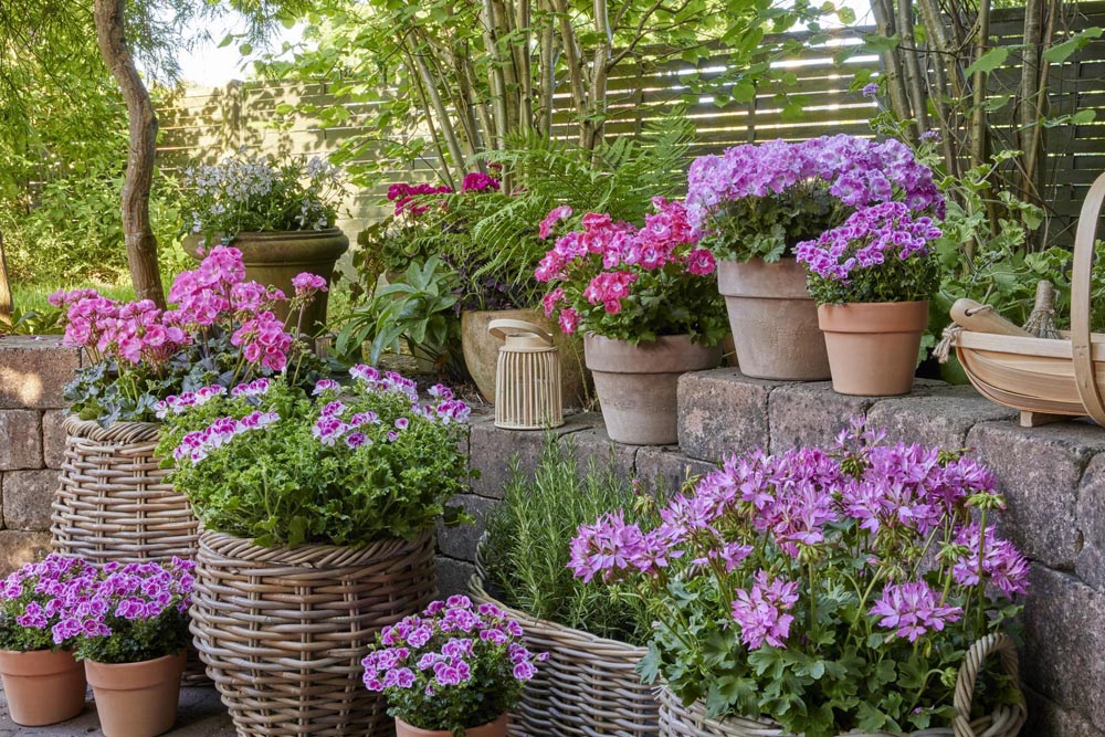 savjet-pelargonije-europe-in-bloom-modnialmanah-pelargonium-for-europe