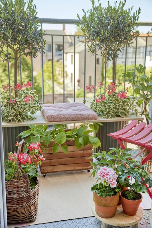 savjet-pelargonije-europe-in-bloom-modnialmanah-pelargonium-for-europe