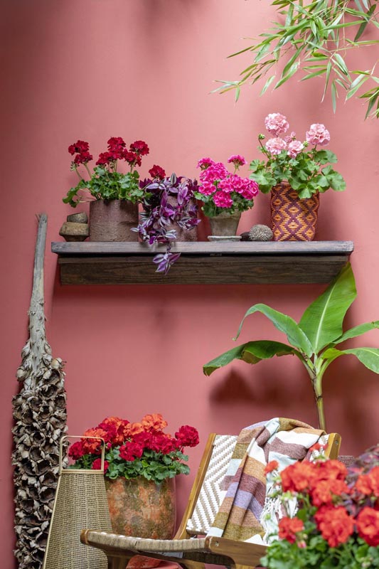 savjet-pelargonije-europe-in-bloom-modnialmanah-pelargonium-for-europe