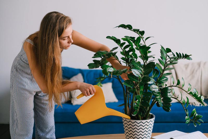 Zamioculcas-zamija-biljka-savjet-modnialmanah