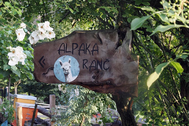 alpaka-ranč-modnialmanah-lifestyle-slovenska-štajerska
