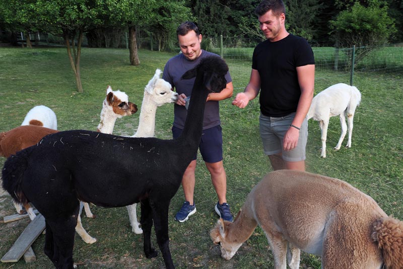 alpaka-ranč-modnialmanah-lifestyle-slovenska-štajerska