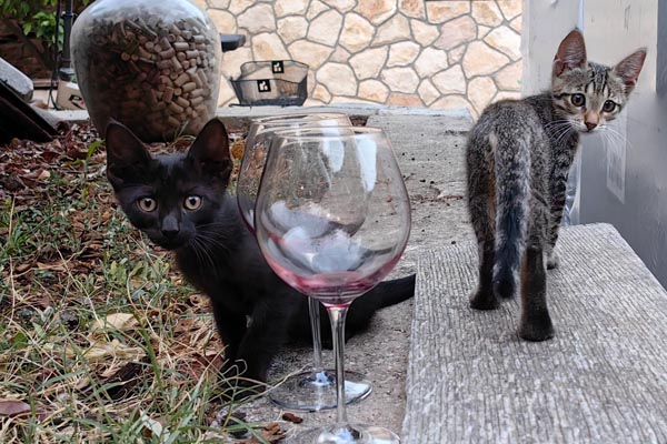 mačka-zdravlje-terapeutsko-modnialmanah