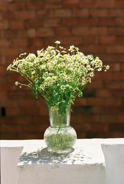 zdravlje-kamilica-modnialmanah