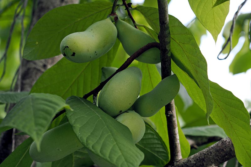 zdravlje-indijanska-banana-pawpaw-modnialmanah