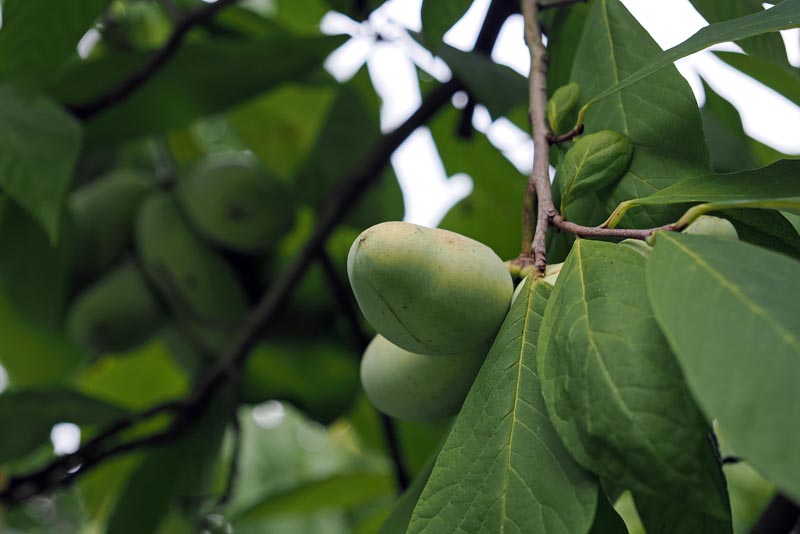 zdravlje-indijanska-banana-pawpaw-modnialmanah