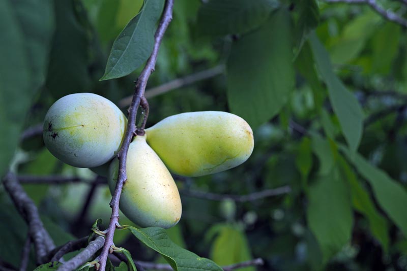 zdravlje-pawpaw-modnialmanah
