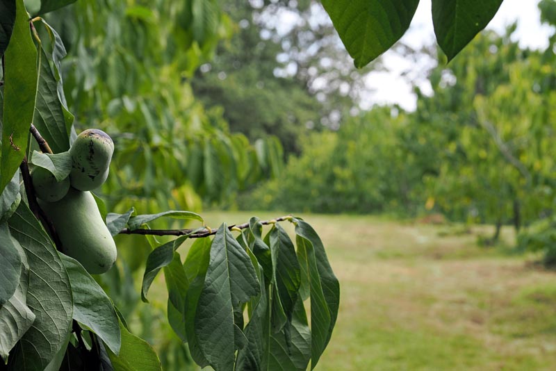 šesti-festival-indijanskih-banana-lifestyle-šulog-modnialmanah