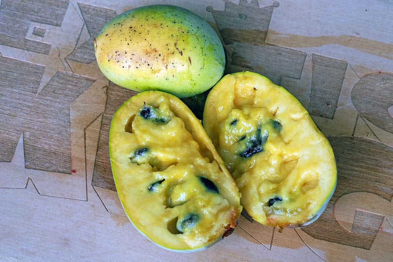 zdravlje-pawpaw-modnialmanah