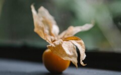 Physalis-peruanska-jagoda-voće-zdravlje-modnialmanah