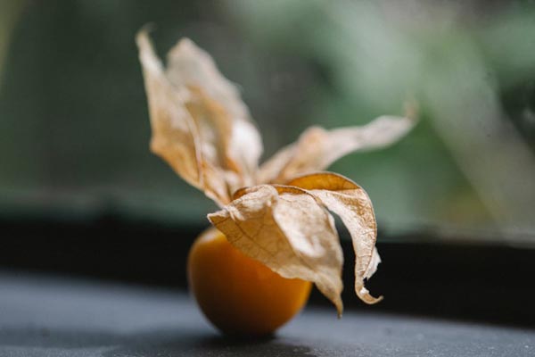 Physalis-peruanska-jagoda-voće-zdravlje-modnialmanah