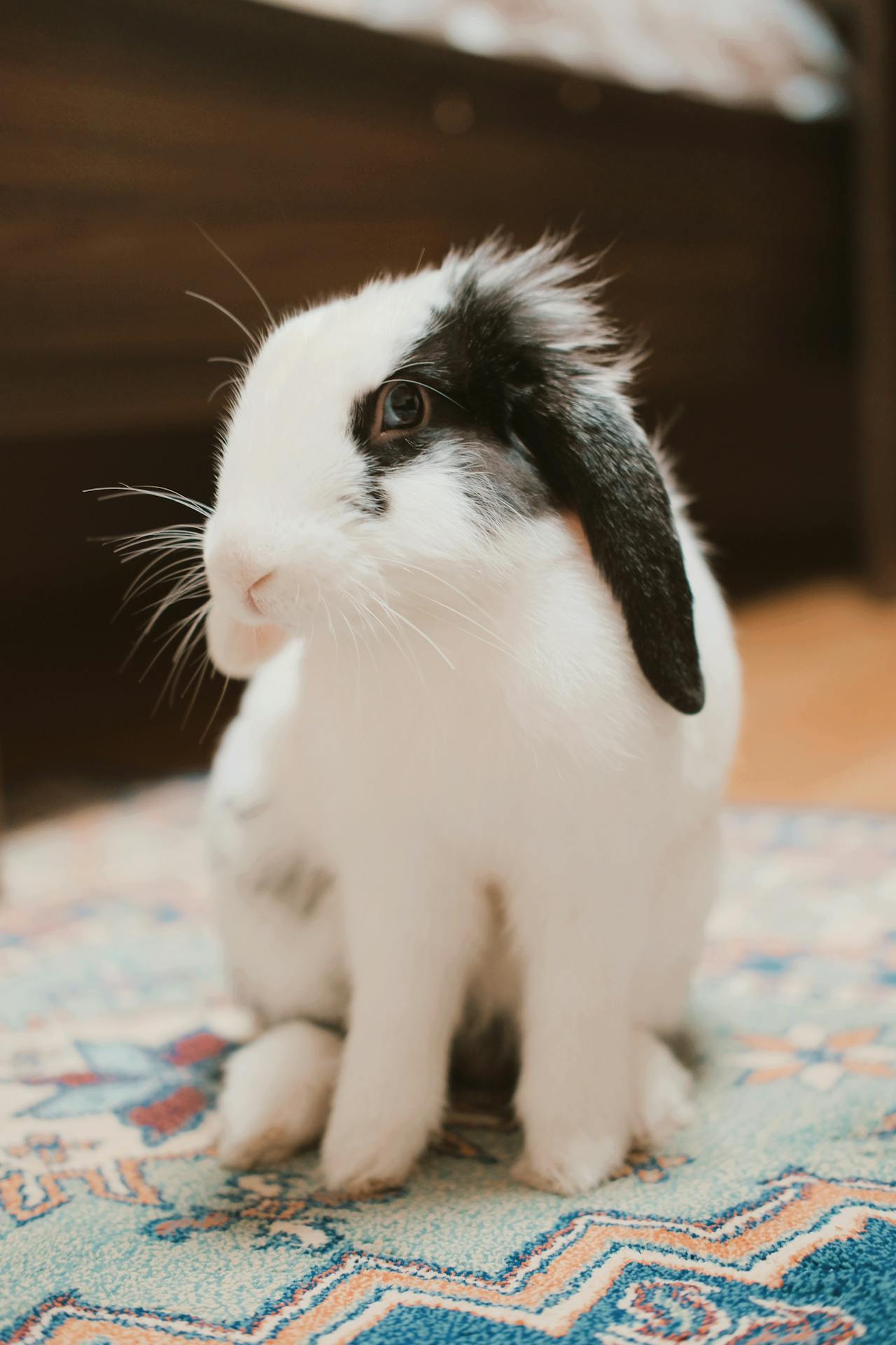 zdravlje-zec-ljubimac-životinja-terapeutsko-modnialmanah