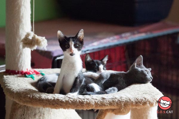 Kad-se-naše-šape-slože-dm-sos-cat-modnialmanah-lifestyle