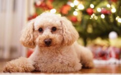 lifestyle-pas-fotografiranje-modnialmanah