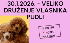 The-Art-of-The-Poodle-lifestyle-Nextgroomers-modnialmanah