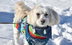 fashion-ljubimac-pas-odjeća-modnialmanah