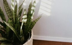 savjet-svekrvin-jezik-biljka-cvijet-modnialmanah