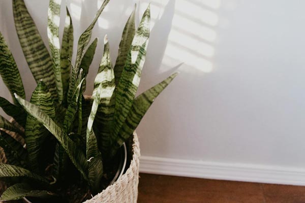 savjet-svekrvin-jezik-biljka-cvijet-modnialmanah