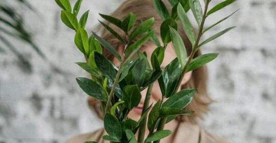 zamioculcas-biljka-savjet-cvijet-modnialmanah