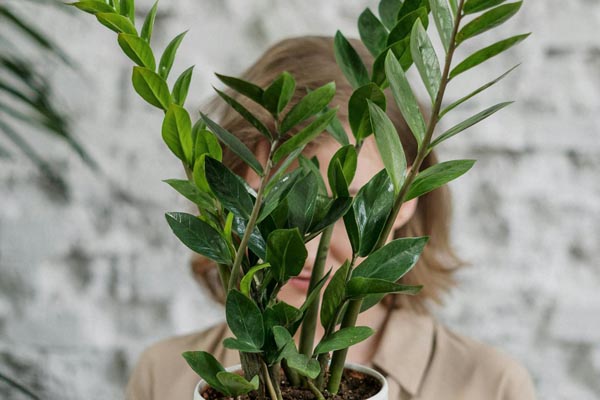 zamioculcas-biljka-savjet-cvijet-modnialmanah