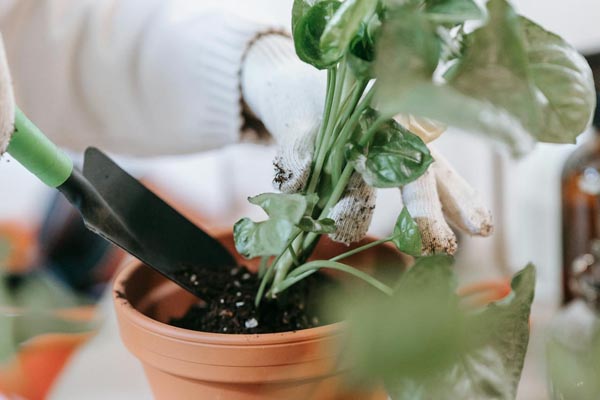 savjet-biljke-proljeće-presaditi-buđenje-modnialmanah