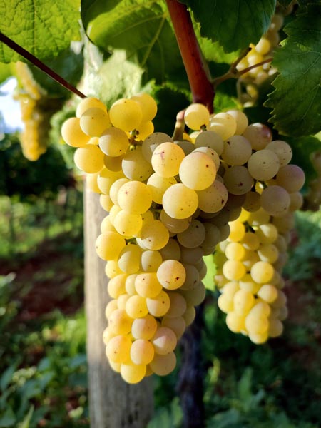 ferenci-vinarija-vrijeme-je-za-eno-gastro-modnialmanah