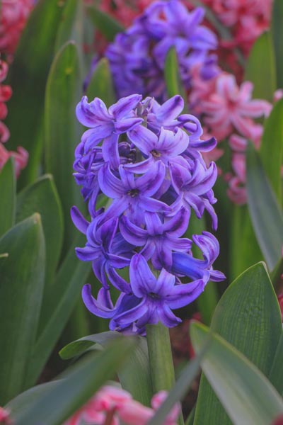 savjet-zumbul-cvijeće-modnialmanah