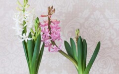 savjet-zumbul-cvijeće-modnialmanah