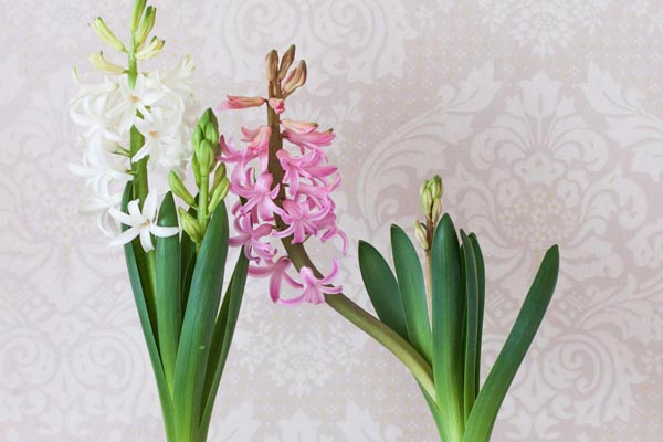 savjet-zumbul-cvijeće-modnialmanah