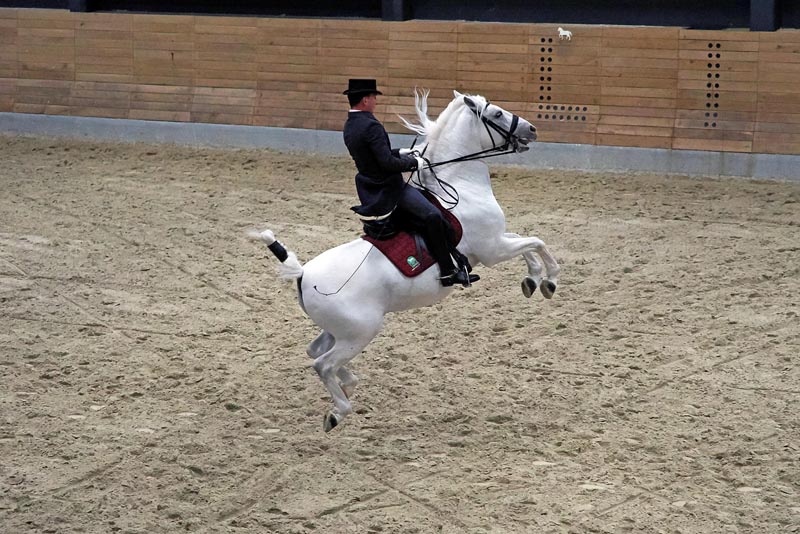 lipica-konji-primorska-kras-modnialmanah-vikend-izlet