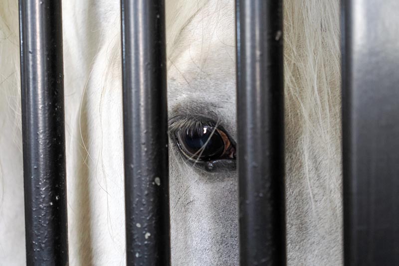 lipica-konji-primorska-kras-modnialmanah-vikend-izlet