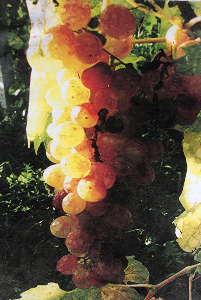 lifestyle-biser-zagorja-modnialmanah-izlet-vikend-zagorje-klanjec