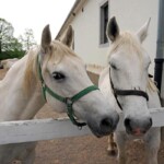 lipica-konji-primorska-kras-modnialmanah-vikend-izlet