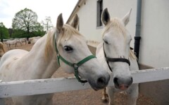 lipica-konji-primorska-kras-modnialmanah-vikend-izlet