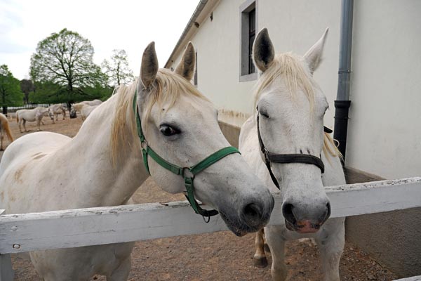 lipica-konji-primorska-kras-modnialmanah-vikend-izlet