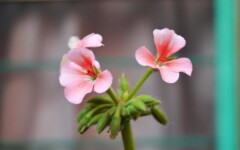 savjet-pelargonije-cvijeće-modnialmanah