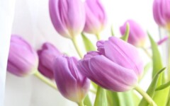 savjet-tulipani-modnialmanah-tulipan