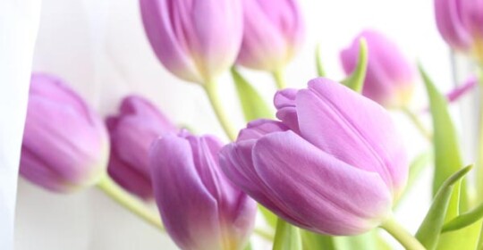 savjet-tulipani-modnialmanah-tulipan