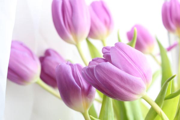 savjet-tulipani-modnialmanah-tulipan