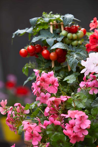 Pelargonium-for-Europe-pelargonije-savijet-modnialmanah