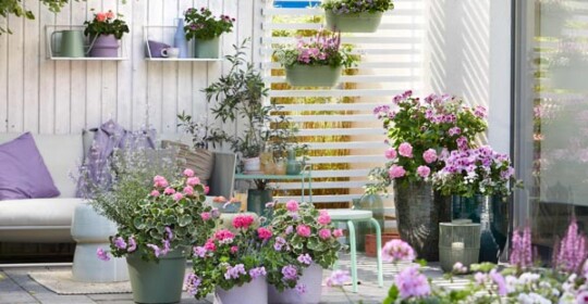Pelargonium-for-Europe-pelargonije-savijet-modnialmanah