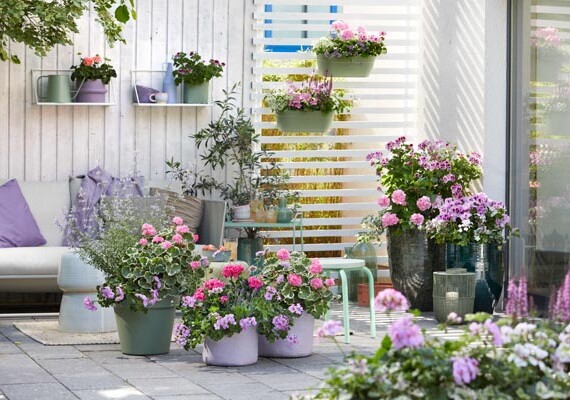 Pelargonium-for-Europe-pelargonije-savijet-modnialmanah