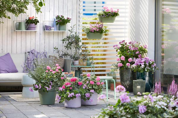 Pelargonium-for-Europe-pelargonije-savijet-modnialmanah